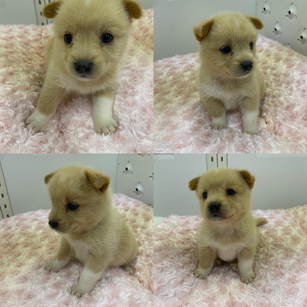 구미시 동물보호센터_447508202500668